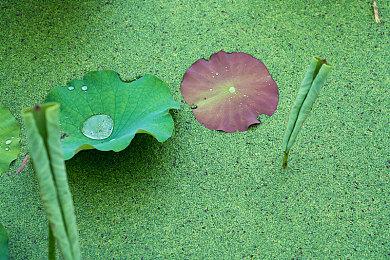 《荒野起源》更换部分艺图 或因被索尼起诉模仿《地平线》